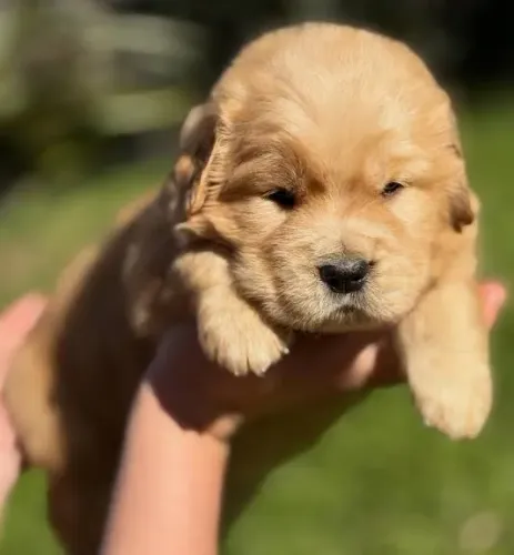 Doação de Golden Retriever