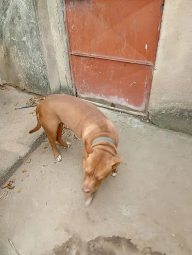 Cachorra Pit bull