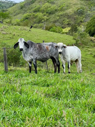 Vaca Girolando e Garrote Nelore