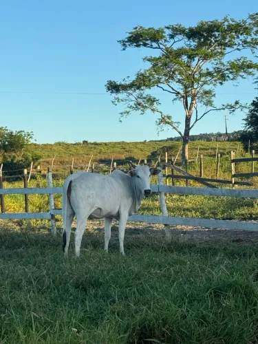 Novilhas