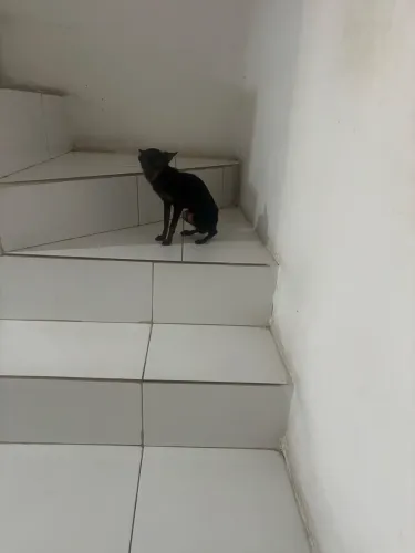 Pinscher zero