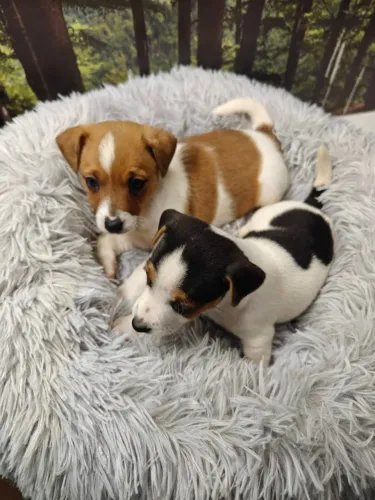 o cachorro do mascara