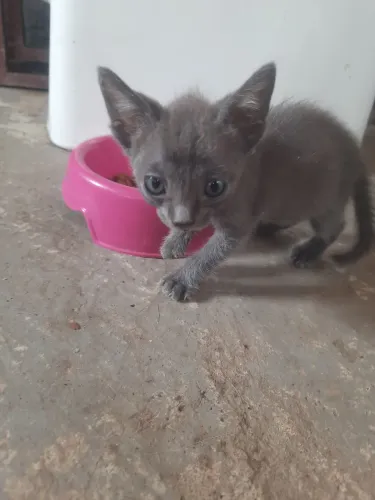 Gato Cinza (macho)