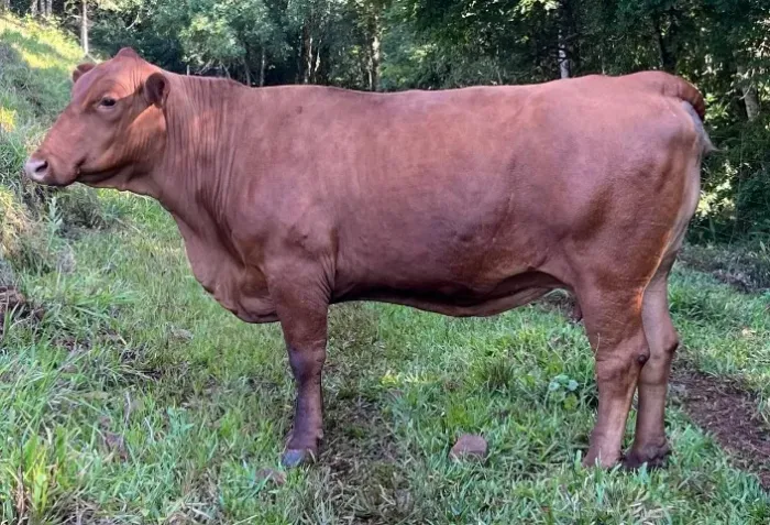 Vaca Senepol PO - Prenha