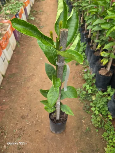 Citricas ,,,laranja bahia,limao ceciliano,limao taiti.