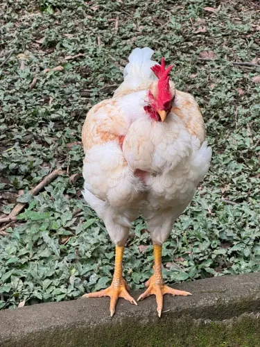 Galo Frango Novo