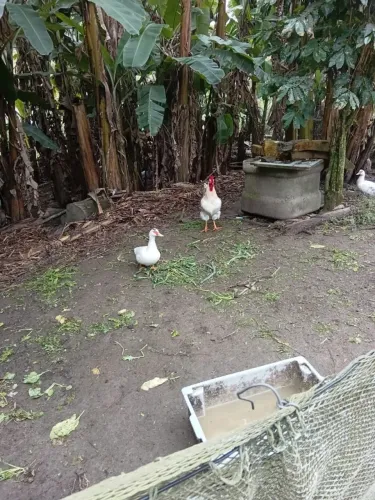 Ovos galados