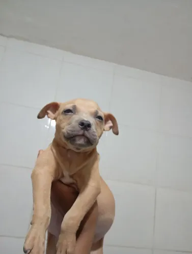 Vendo filhote de América Bully 