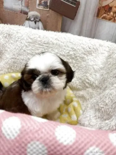 Filhotinhos Shih tzu/ shihtzu pelagem densa e muito carinhosos