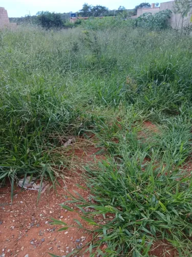 Lote no bairro Campestre - Sete Lagoas - MG