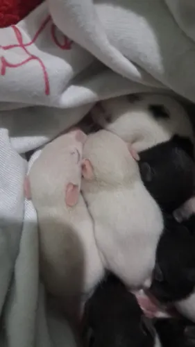 RATO TWISTER 