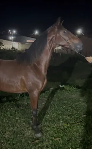 Cavalo MM