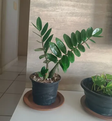 Plantas a pronta entrega 