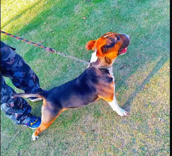 Doação de bullterrier!!!