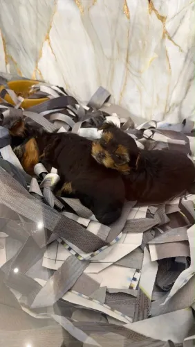 Filhote Yorkshire Terrier, Dê um lar para um filhotinho e ganhe um amigo para sempre!