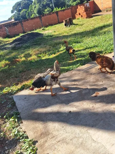 VENDO GALINHA CAIPIRA 50$ CADA