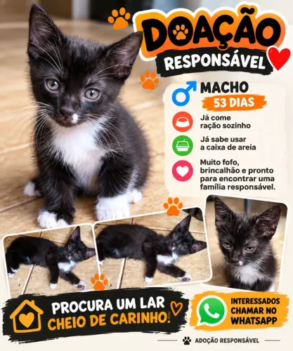 Doação gato macho filhote