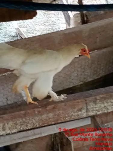 Galinha garnize branca