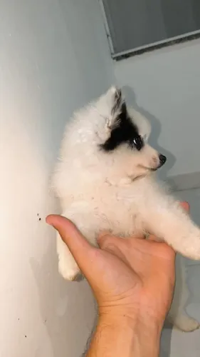 Filhote de Spitz Alemão
