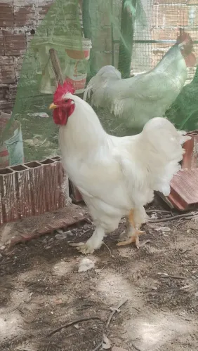 Frangos e frangas brhamas