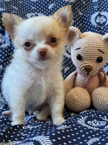 Chihuahua Príncipe de Linhagem Premium 