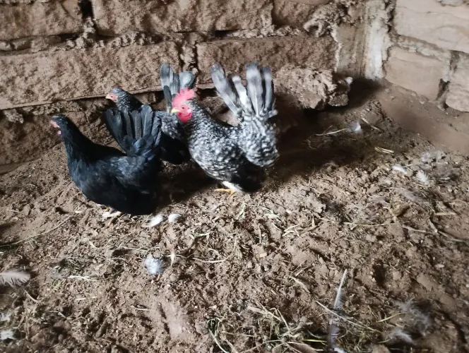 Trio de galinha japonesa ou mini galinha ou nagazaki