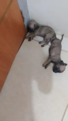 Vendo filhote pug.