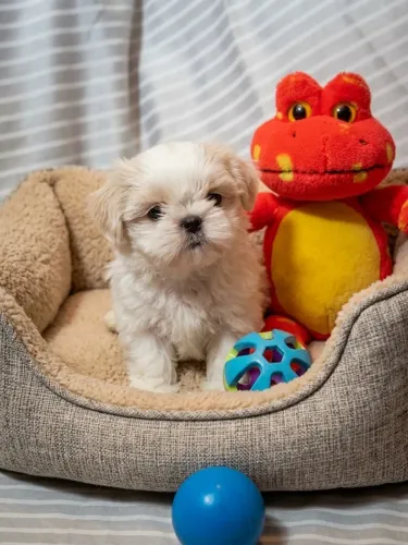 Promo dia das crianças! Shihtzu Fofurinhas