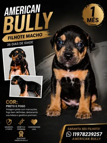 American Bully standard 