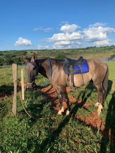 Cavalo grande raça campolina
