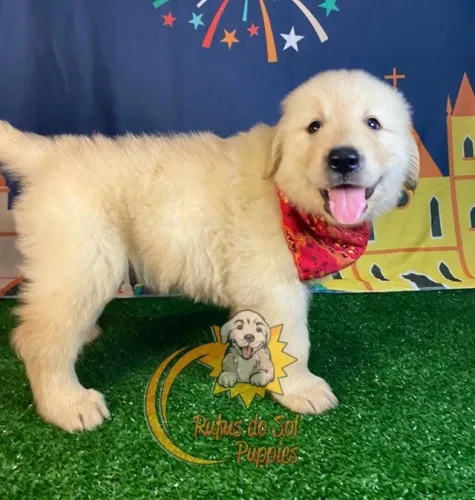 Golden Retriever Presença que oferece estabilidade