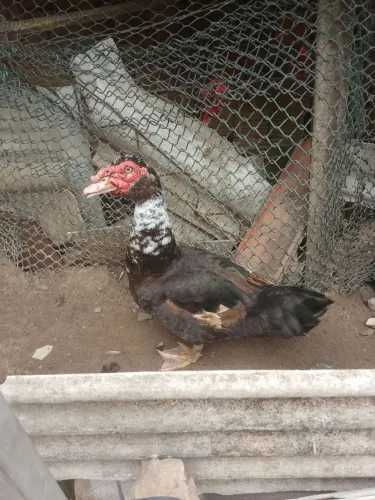Pato