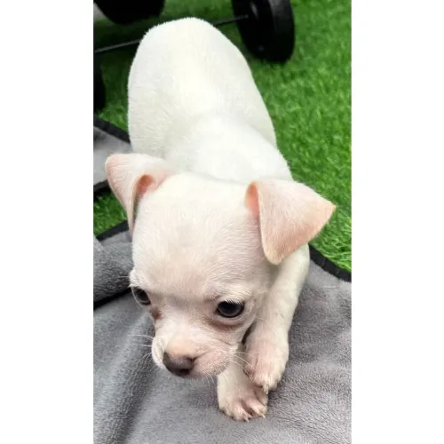 Chihuahua Pelo Curto | Parece um ursinho- Garanta seu filhote hoje.