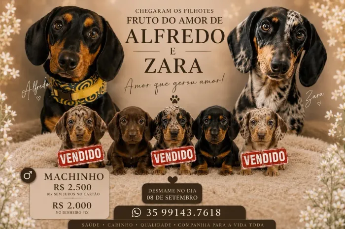 Basset ( Salsichinha ) Filhote