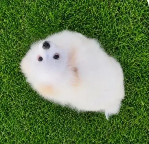 Lulu da Pomerânia anão macho