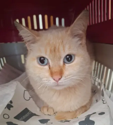 Para doação, gato, macho, castrado de apucarana