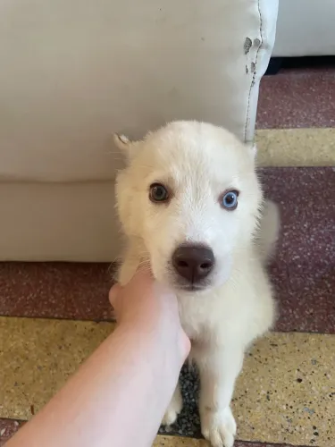 Filhotes de husky 