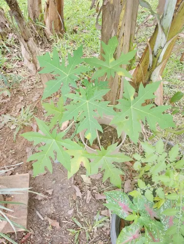 Muda de mamão papaya