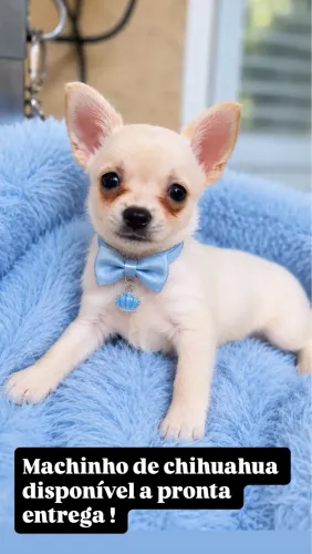 Chihuahua