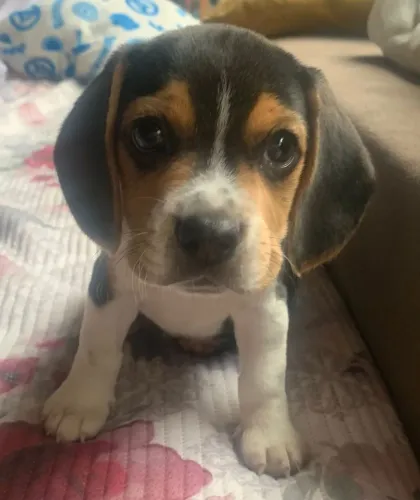 Beagle tricolor