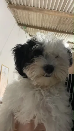 cachorrinha à venda