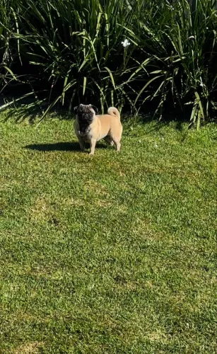 Pug 