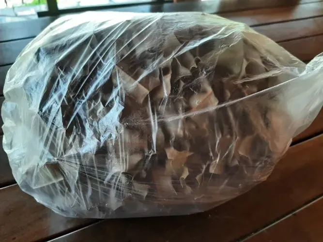 Folhas de árvore espinheira santa desidratadas