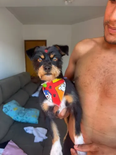 Cachorrinho pra adoção 