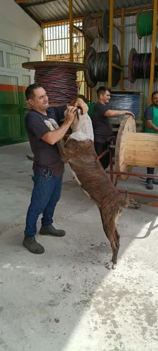 Cadela Fila Brasileiro 