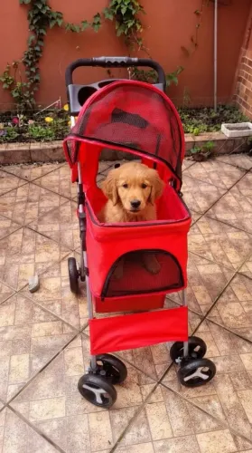 Carrinho para Pet (Cães e Gatos) - Praticamente Novo!