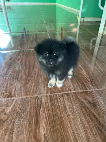 Filhotes de Spitz alemão 