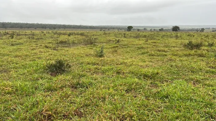 FAZENDA À VENDA 534,85 ALQUEIRES (1.294,35 HECTARES) ÁGUA CLARA/MS