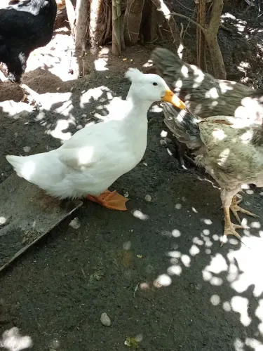 Marreco de pompom disponível 