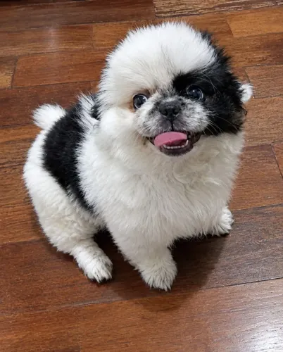 Shith Tzu Macho Tatuí,porte pequeno